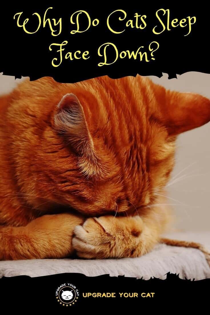 Why Do Cats Sleep Face Down