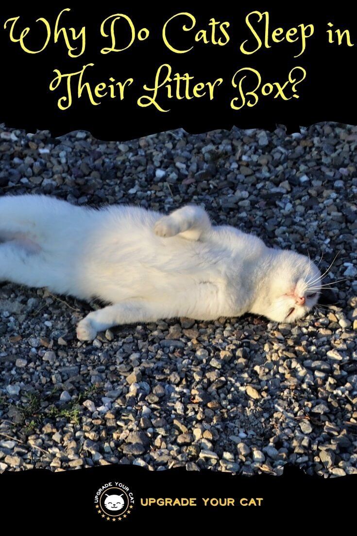 Why Do Cats Sleep in Their Litter Box