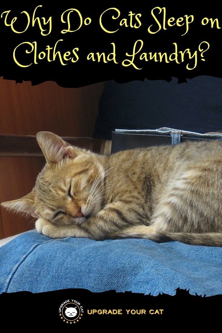 Why Do Cats Sleep on Your Clothes