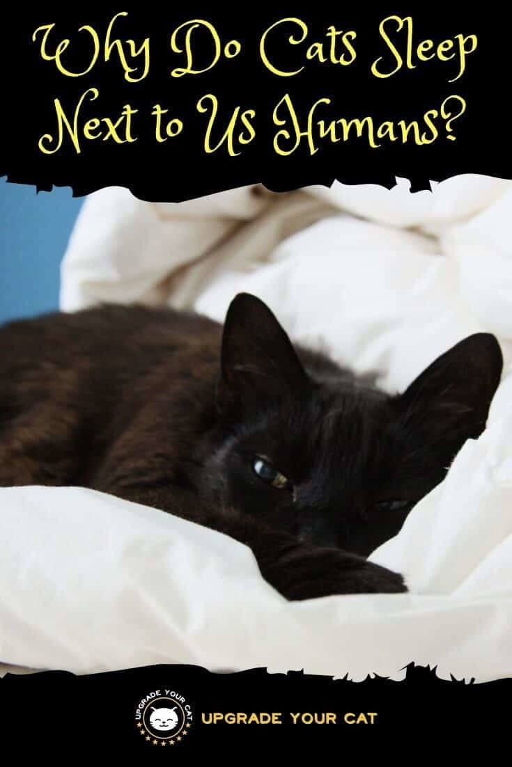 Why Do Cats Sleep with Humans