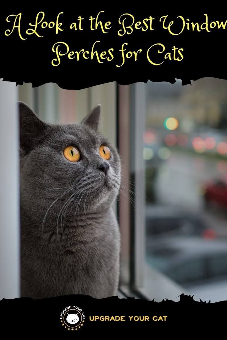 Best Cat Window Perch