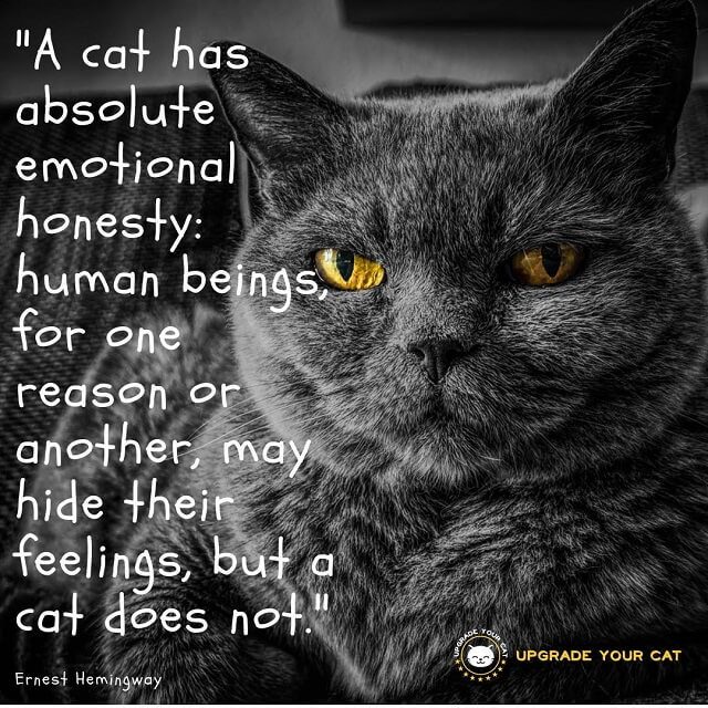 Cat Quotes A Cat Has Absolute Emotional Honesty