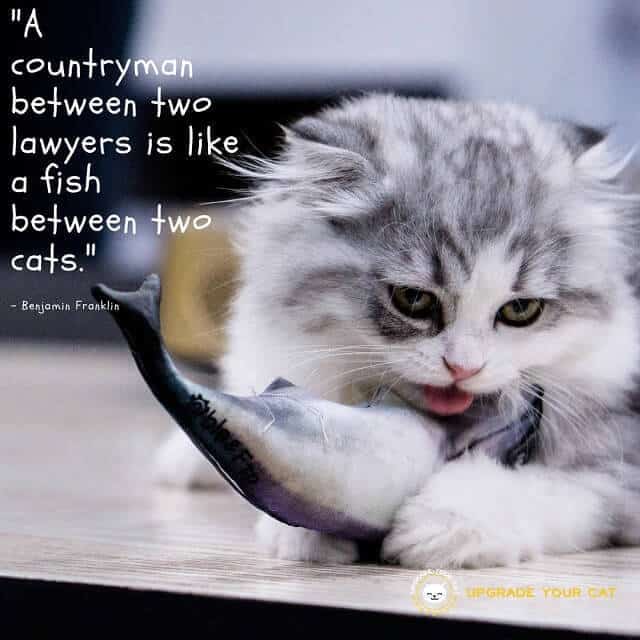 Cat Quotes A Countryman Between Two Lawyers Is Like A Fish Between Two Cats