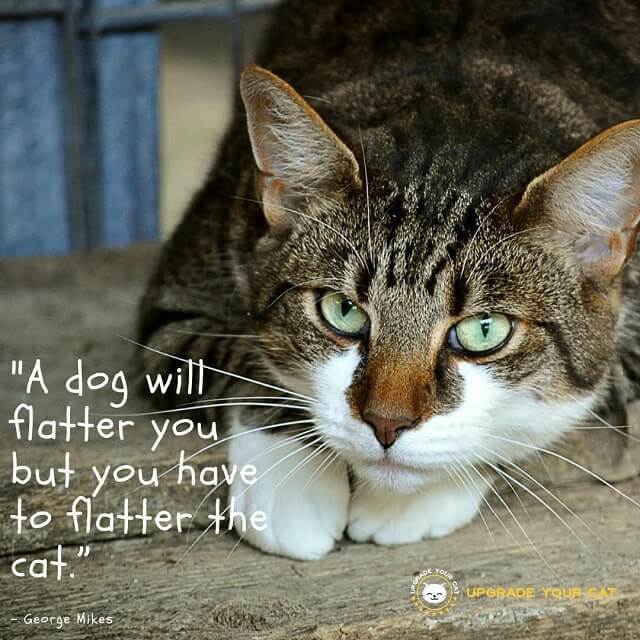 Cat Quotes A Dog Will Flatter You But You Have To Flatter The Cat