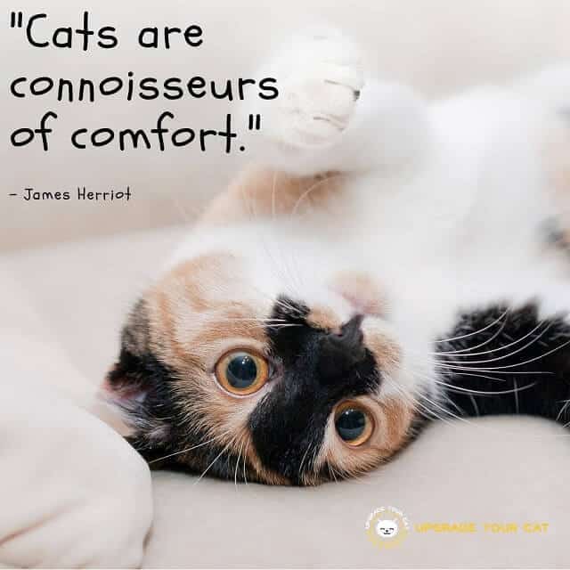 Cat Quotes Cats Are Connoisseurs Of Comfort