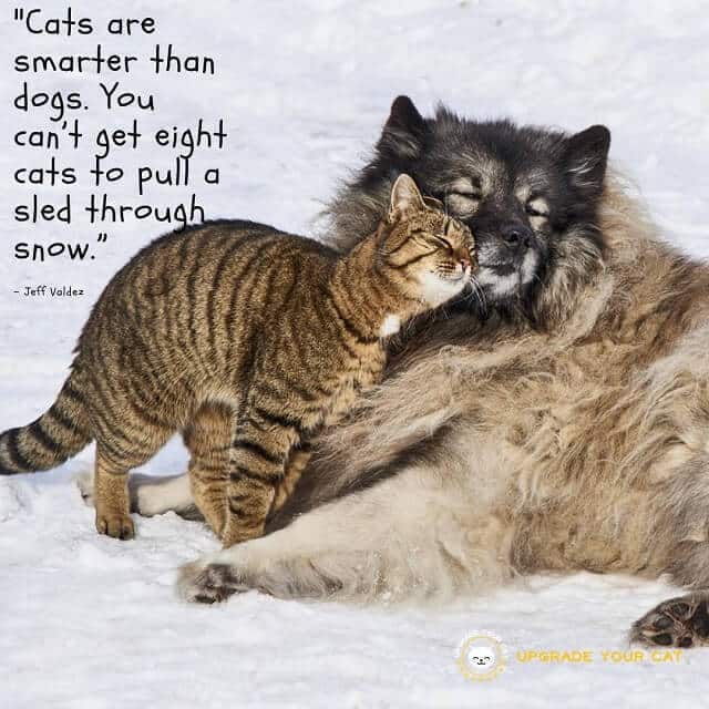 Cat Quotes Cats Are Smarter than Dogs You Cant Get Eight Cats to Pull a Sled Through Snow