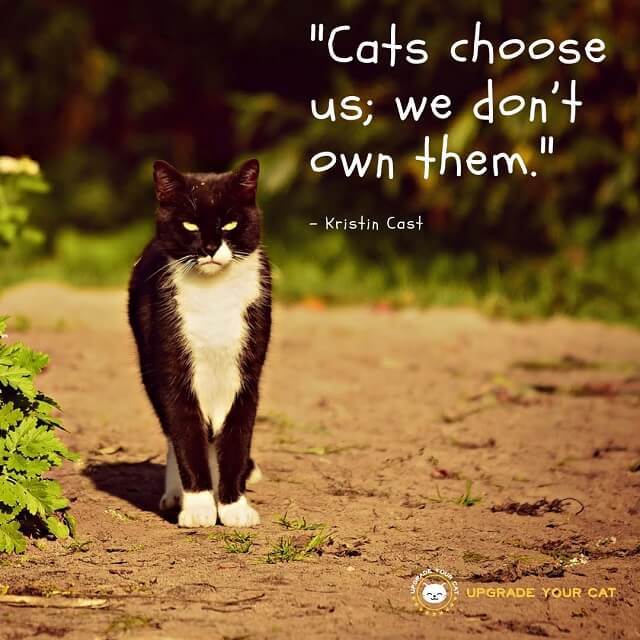 Cat Quotes Cats Choose Us We Dont Choose Them