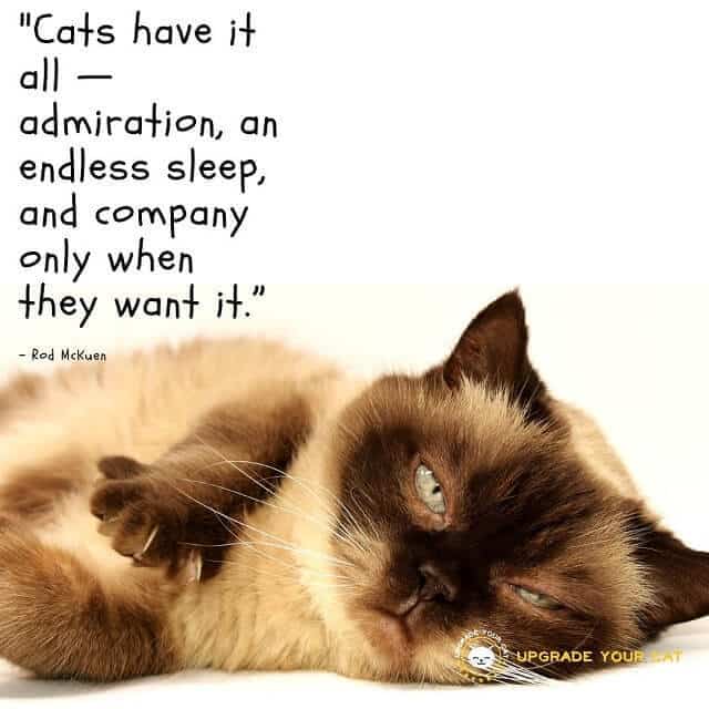 Cat Quotes Cats Have It All Admiration an Endless Sleep and Company Only When They Want It