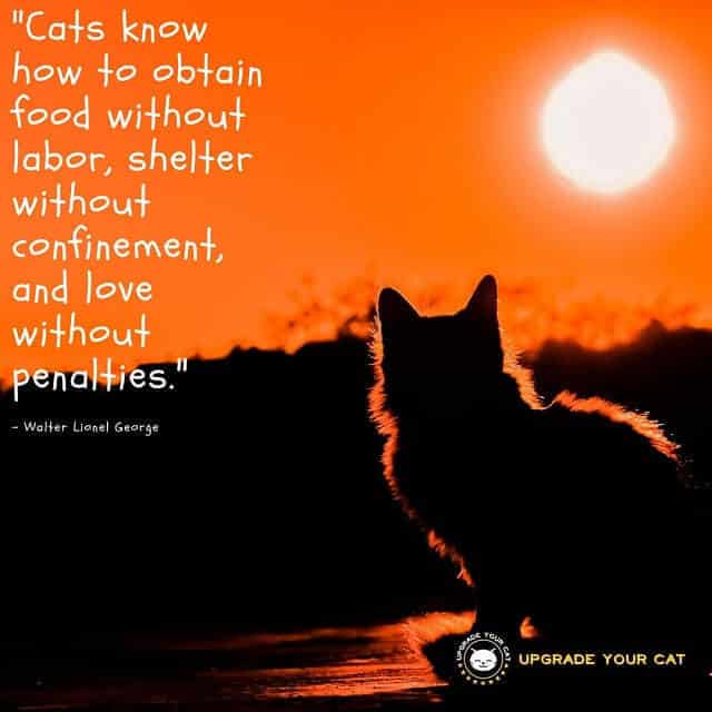 Cat Quotes Cats Know How to Obtain Food without Labor Shelter Without Confinement and Love Without Penalties