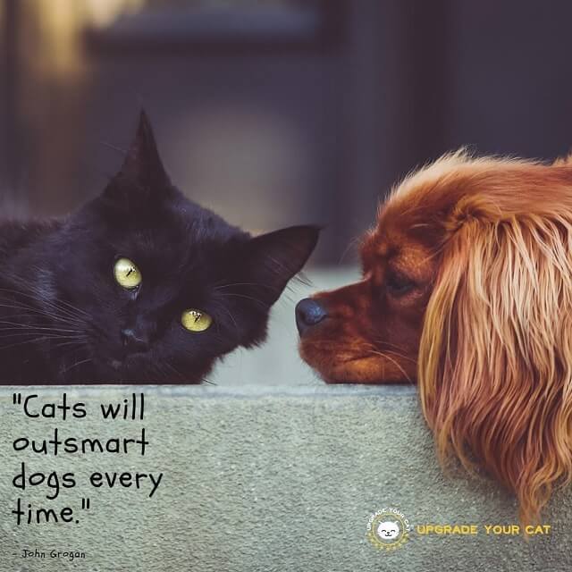 Cat Quotes Cats Will Outsmart Dogs Every Time