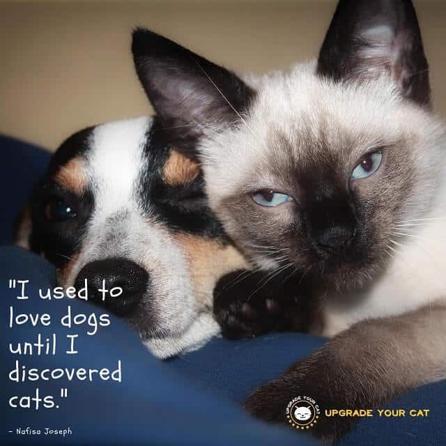 Cat Quotes I Used To Love Dogs Until I Discovered Cats