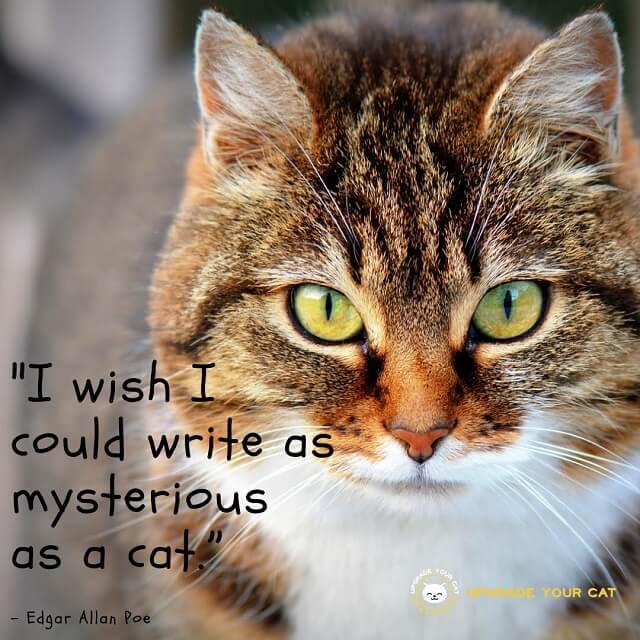 Cat Quotes I Wish I Could Write as Mysterious as a Cat
