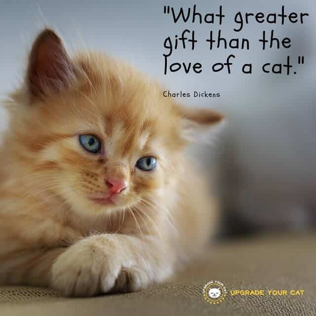 Cat Quotes What Greater Gift than the Love of a Cat