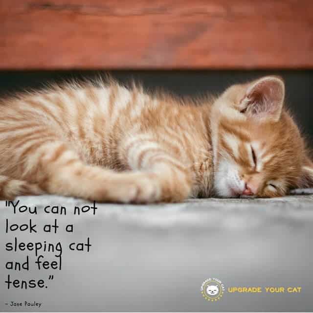 Cat Quotes You Can Not Look at a Sleeping Cat and Feel Tense