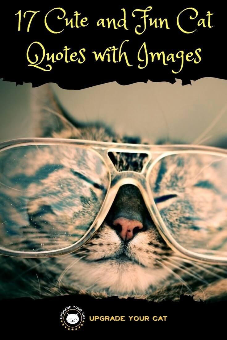 Cute and Fun Cat Quotes with Images