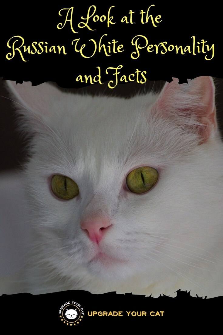 Russian White Cat Personality