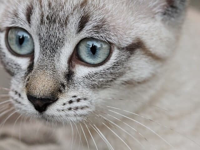 A cat has a great sense of smell