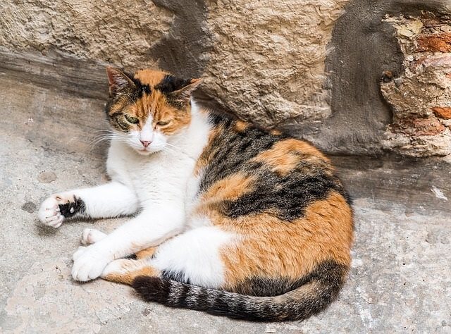 Calico color cats are (almost) always female