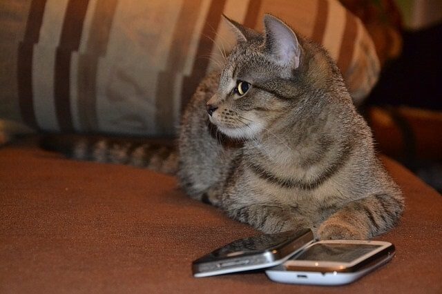 Cat playing some Pokemon on a mobile phone