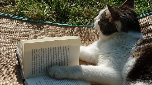 Cat reading marvel comics and books