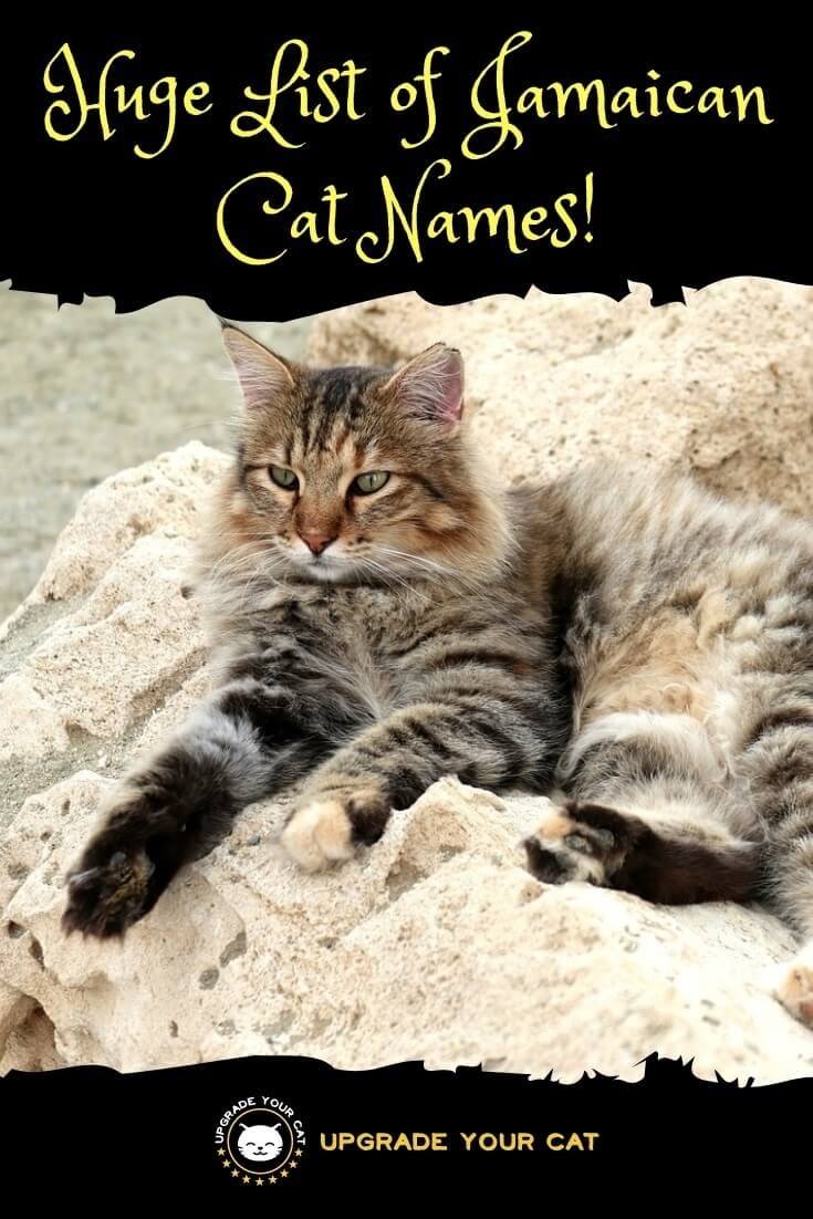 Jamaican Cat Names