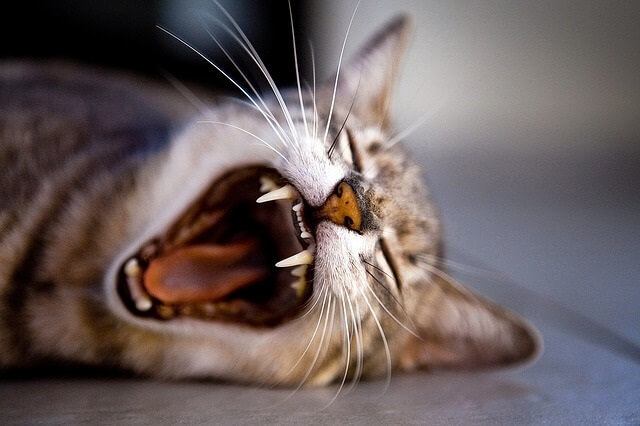 Kittens have 26 baby teeth, and adult cats have 30 teeth