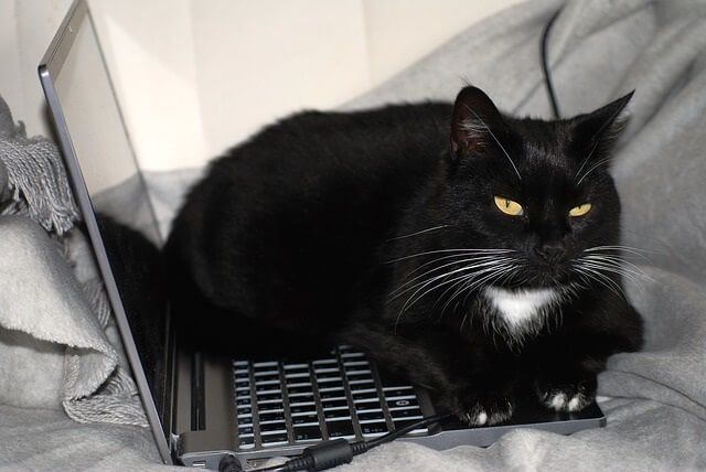 Nerdy Techy-Related Names for Cats