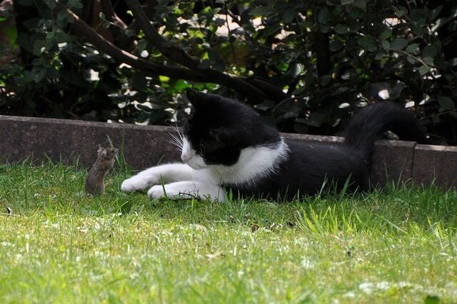 When cats bring dead animals home they are offering you gifts and showing you they are better than you at hunting