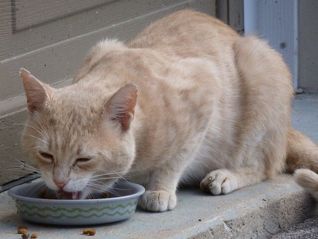 Are Refried Beans Healthy for Cats (And Us)