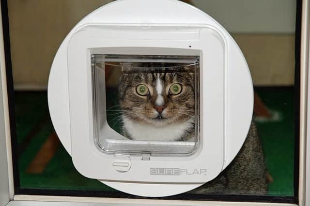 Bonus Tip - Consider Using a Cat Flap