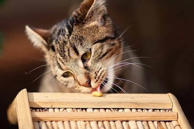 Can Cats Eat Refried Baked Pinto Black Beans