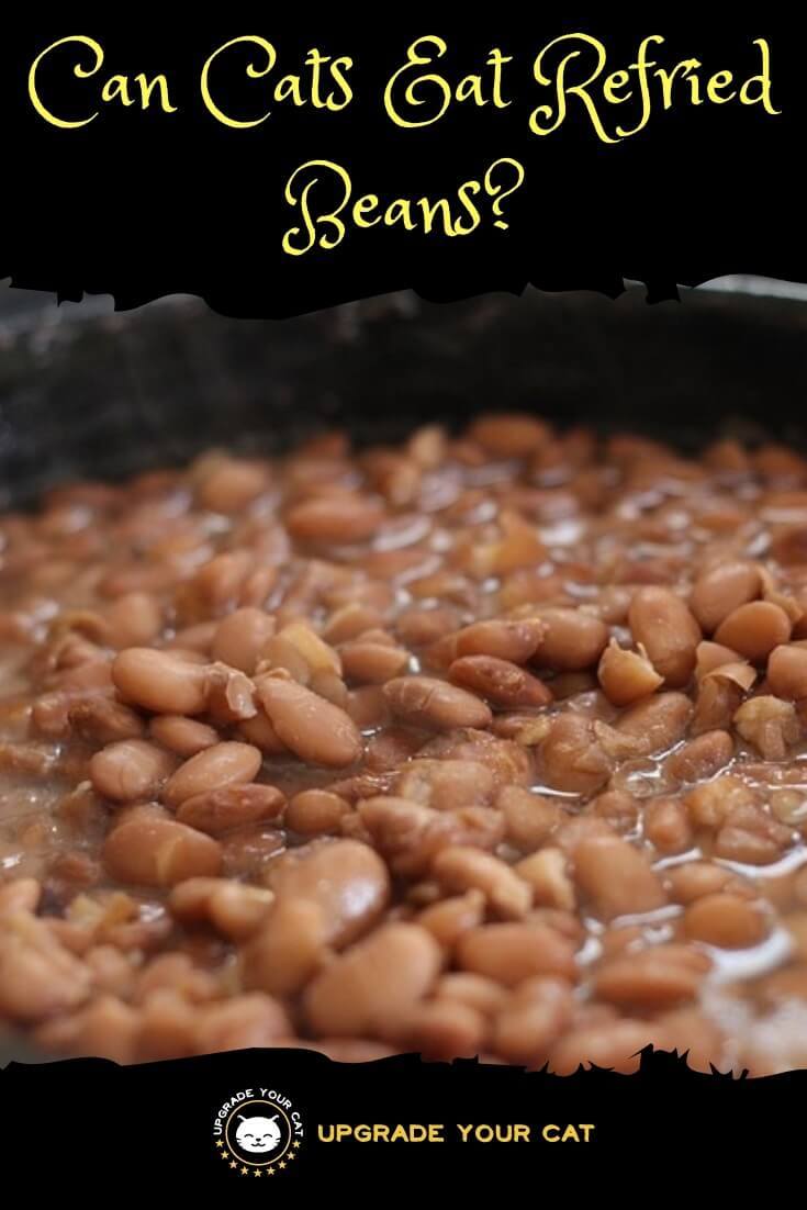 Can Cats Eat Refried Beans