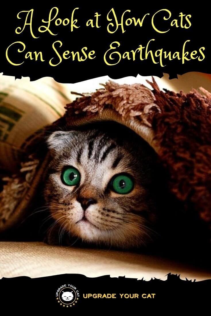 Can Cats Sense Earthquakes