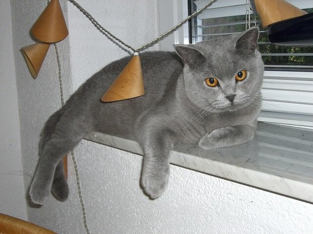 Cat Proof Blinds