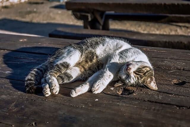 Cat Sleeping Position Head Upside Down