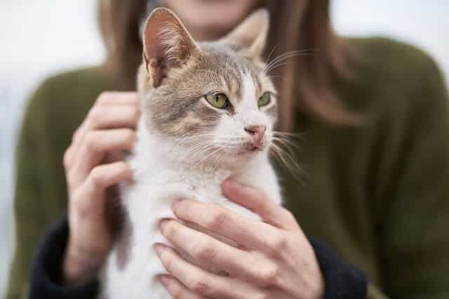 Cats Can Pick up on Our Emotions
