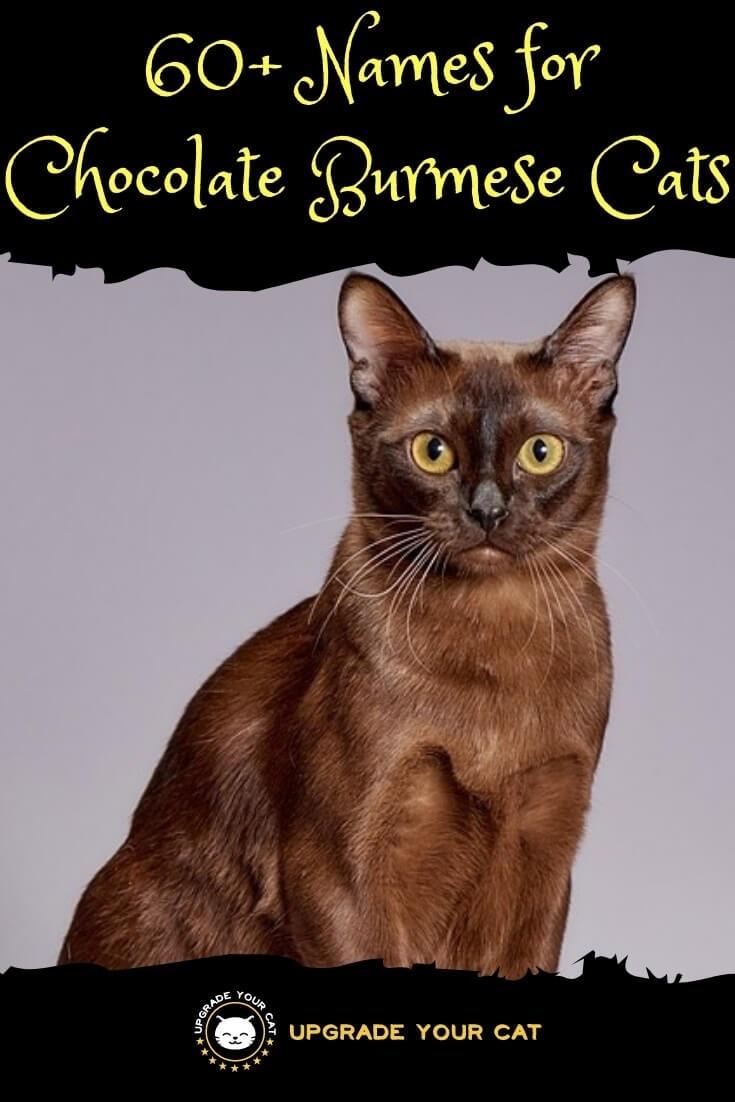 Chocolate Burmese Cat Names