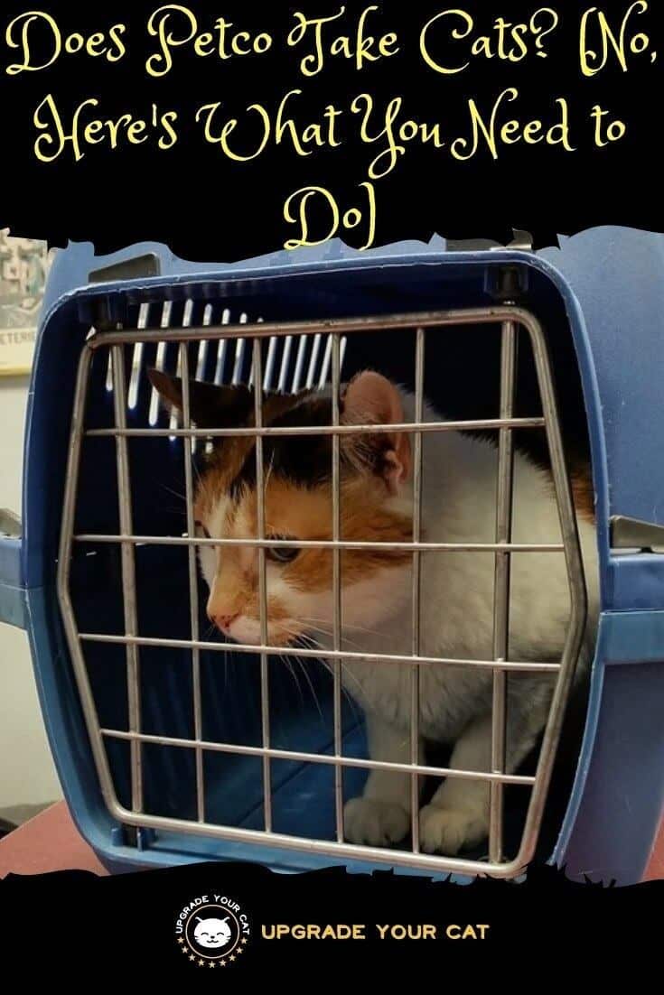 Does Petco Take Cats