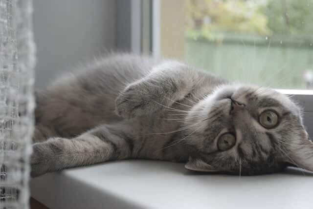 How do I keep my cat out of my blinds
