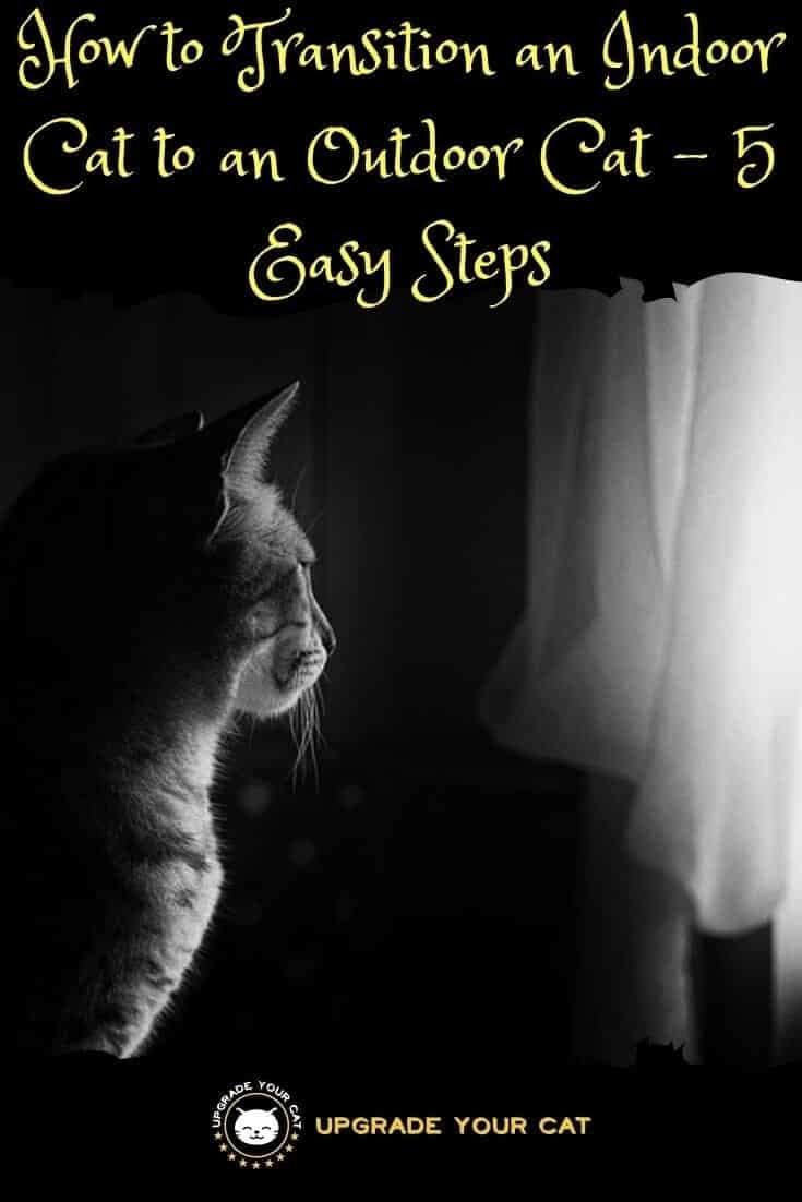 How to Transition an Indoor Cat to an Outdoor Cat - 5 Easy Steps