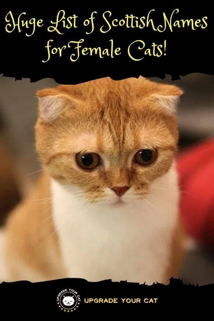 Huge List of Scottish Names for Female Cats