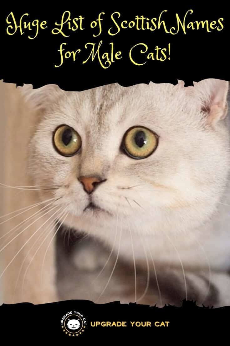 Huge List of Scottish Names for Male Cats