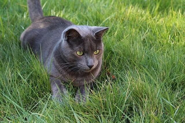 Indoor Cat to Outdoor Cat Transition - 5 Steps to Follow