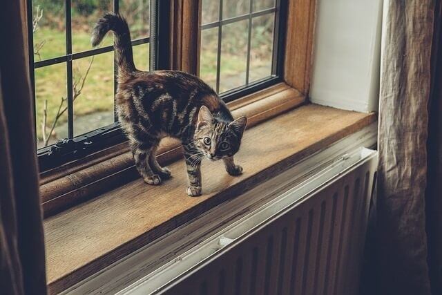 Make another window more appealing to keep your cat out of your blinds