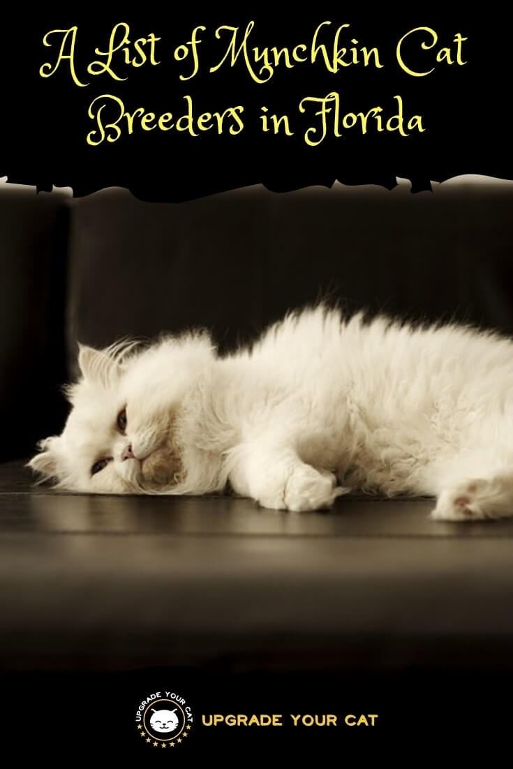 Munchkin Cat Breeders In Florida