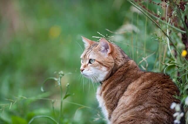Safety First - Things to Do Before Letting Your Cat Outside