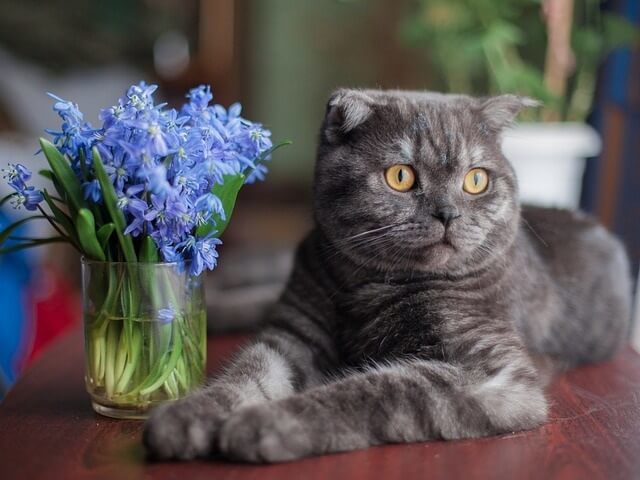 Scottish fold cat names