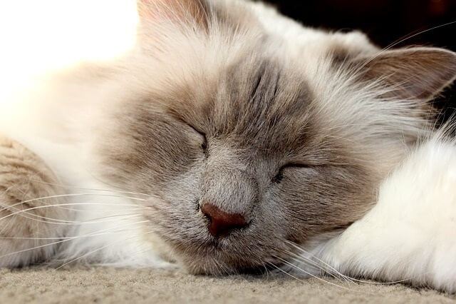 The Birman Cat Naming Tradition