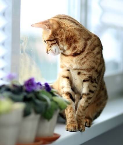 These Tips Should Stop Your Cats from Wrecking Your Blinds