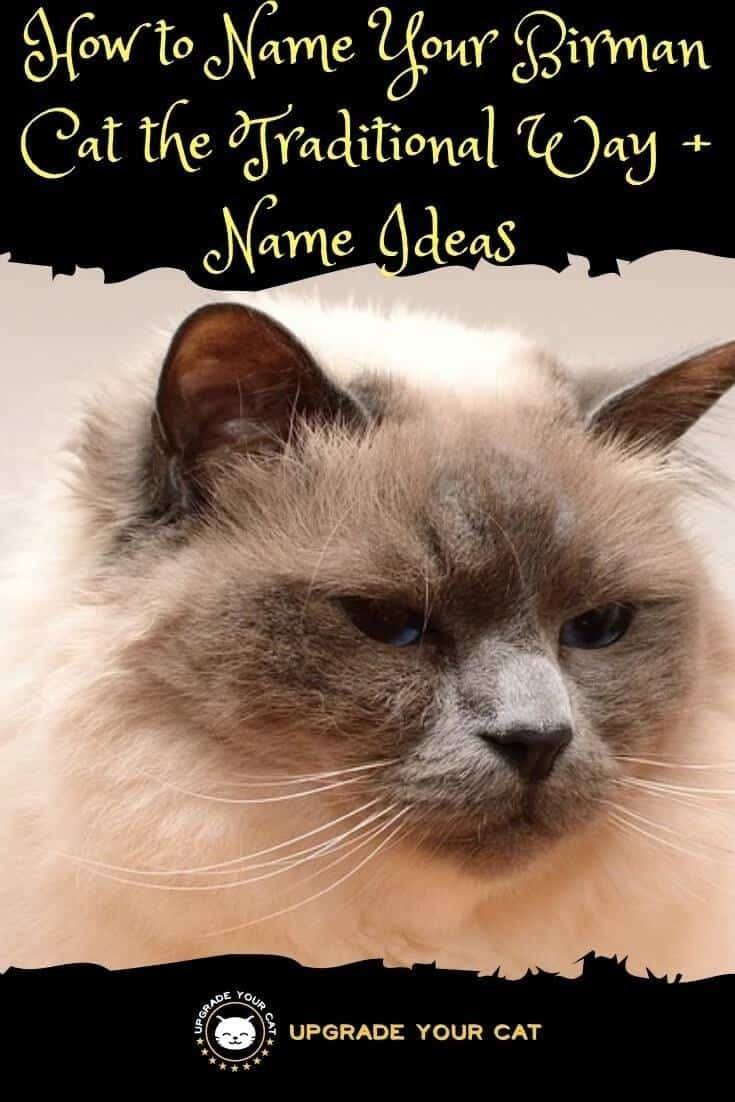 Traditional Birman Cat Names
